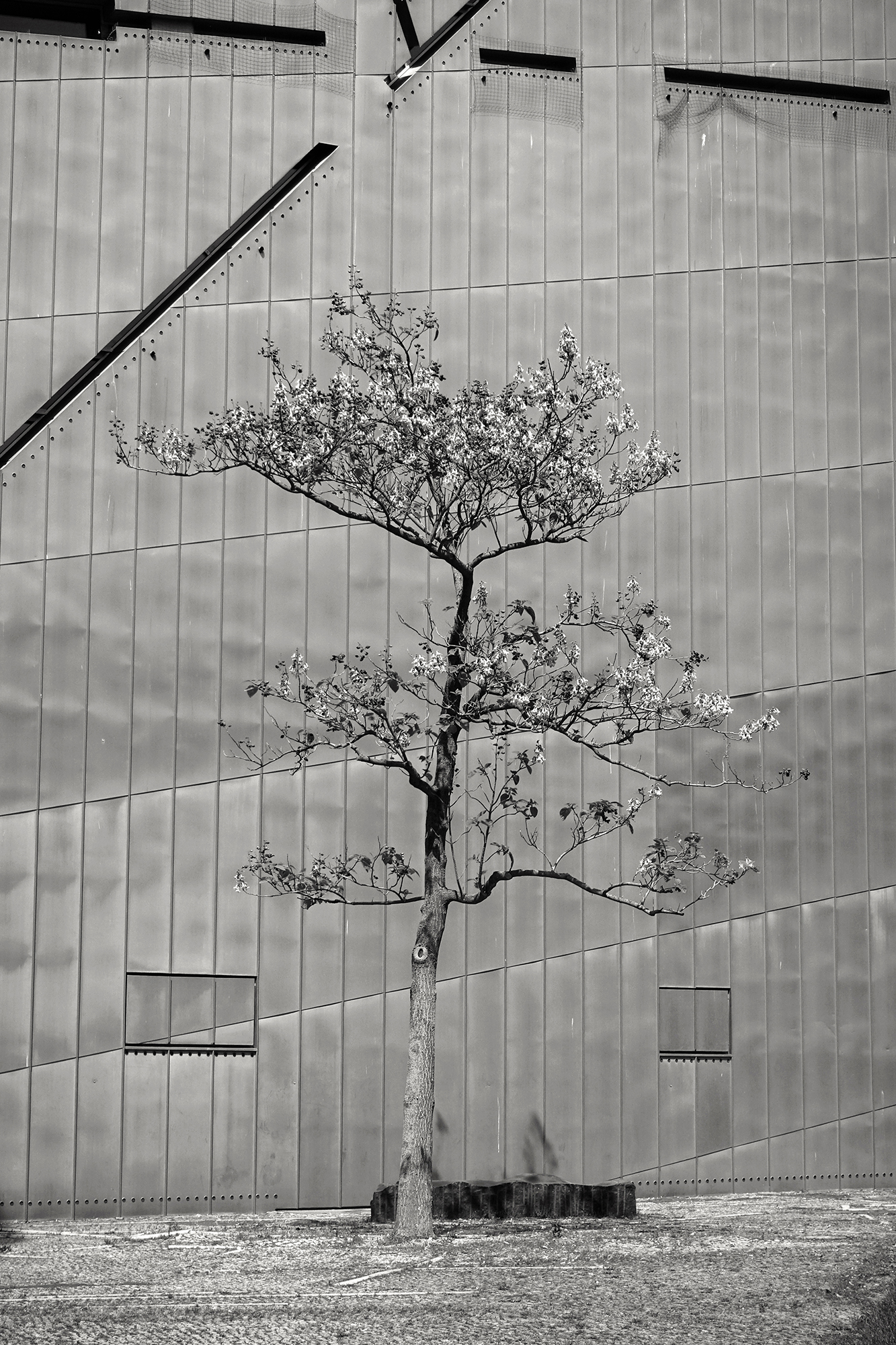 Christoph Radke, Berlin, Baum vor dem jüdischen Museum, Lindenstraße, 2021